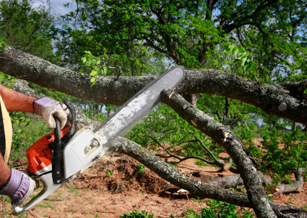 Best Stump Grinding Near Me  in Escobares, TX